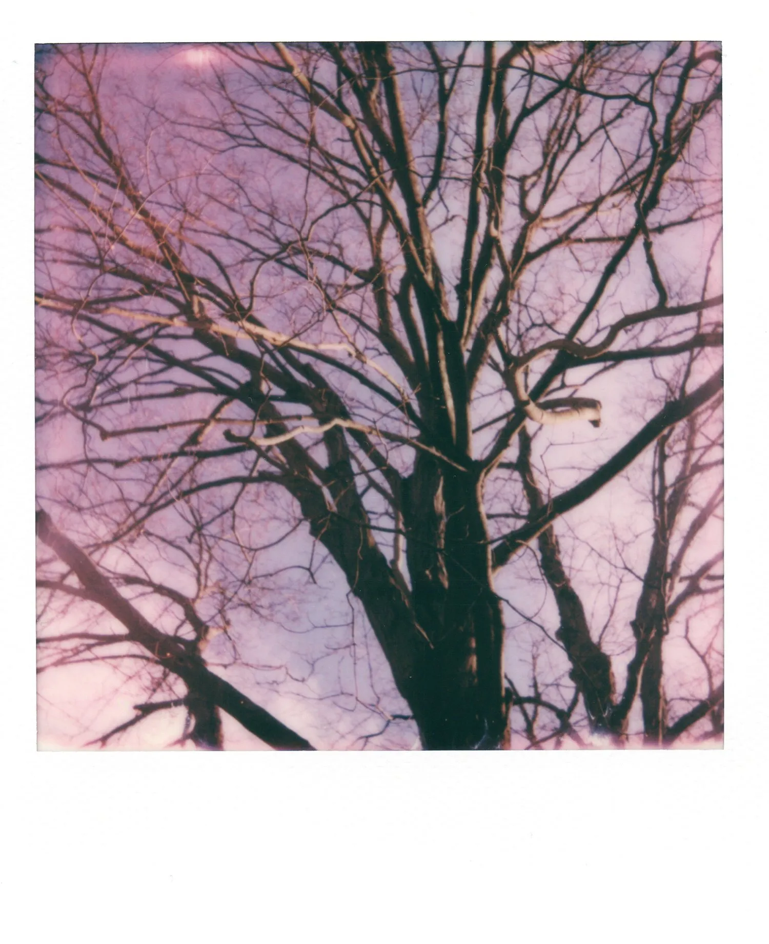 Polaroids 8