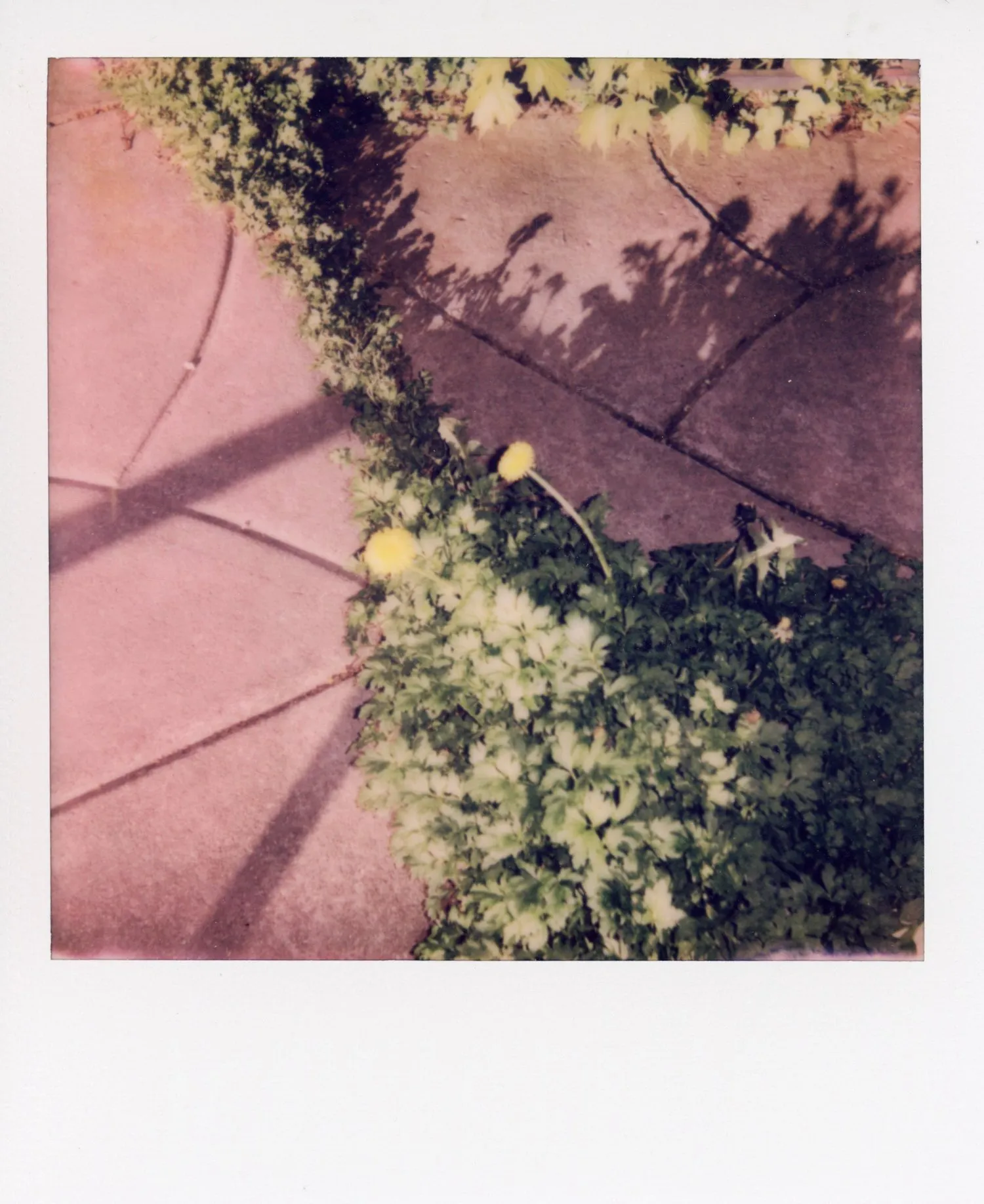 Polaroids 36
