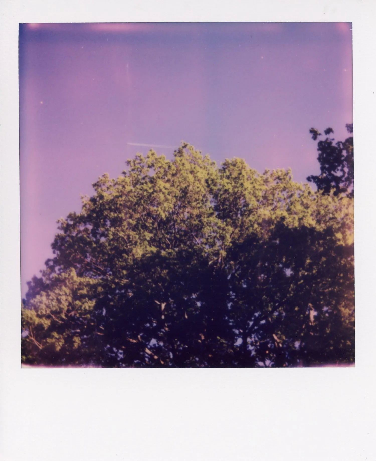 Polaroids 59