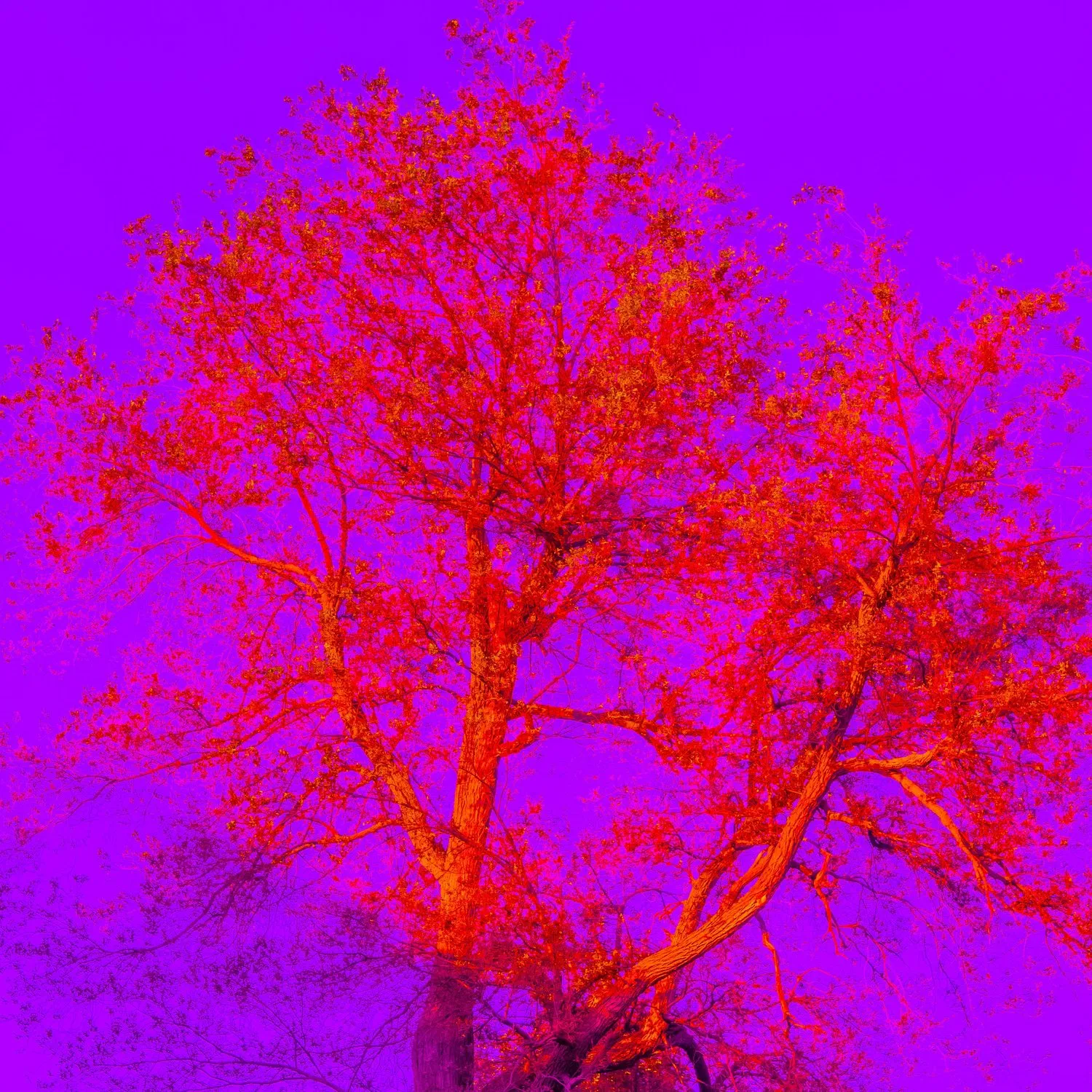 Tree (37)