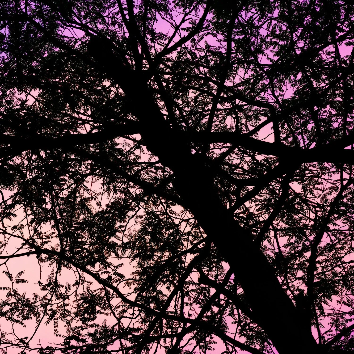 Tree (39)