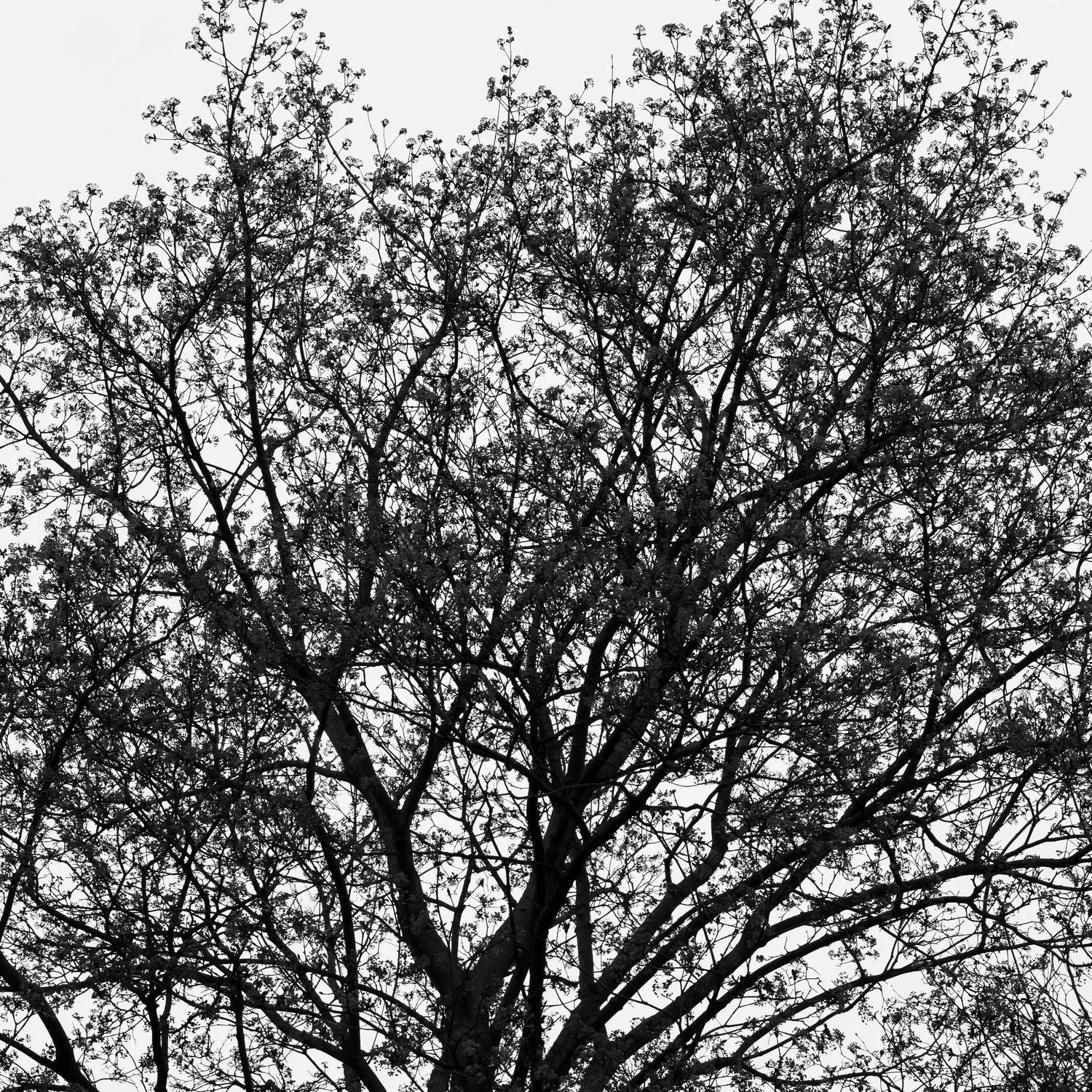 Tree (62)