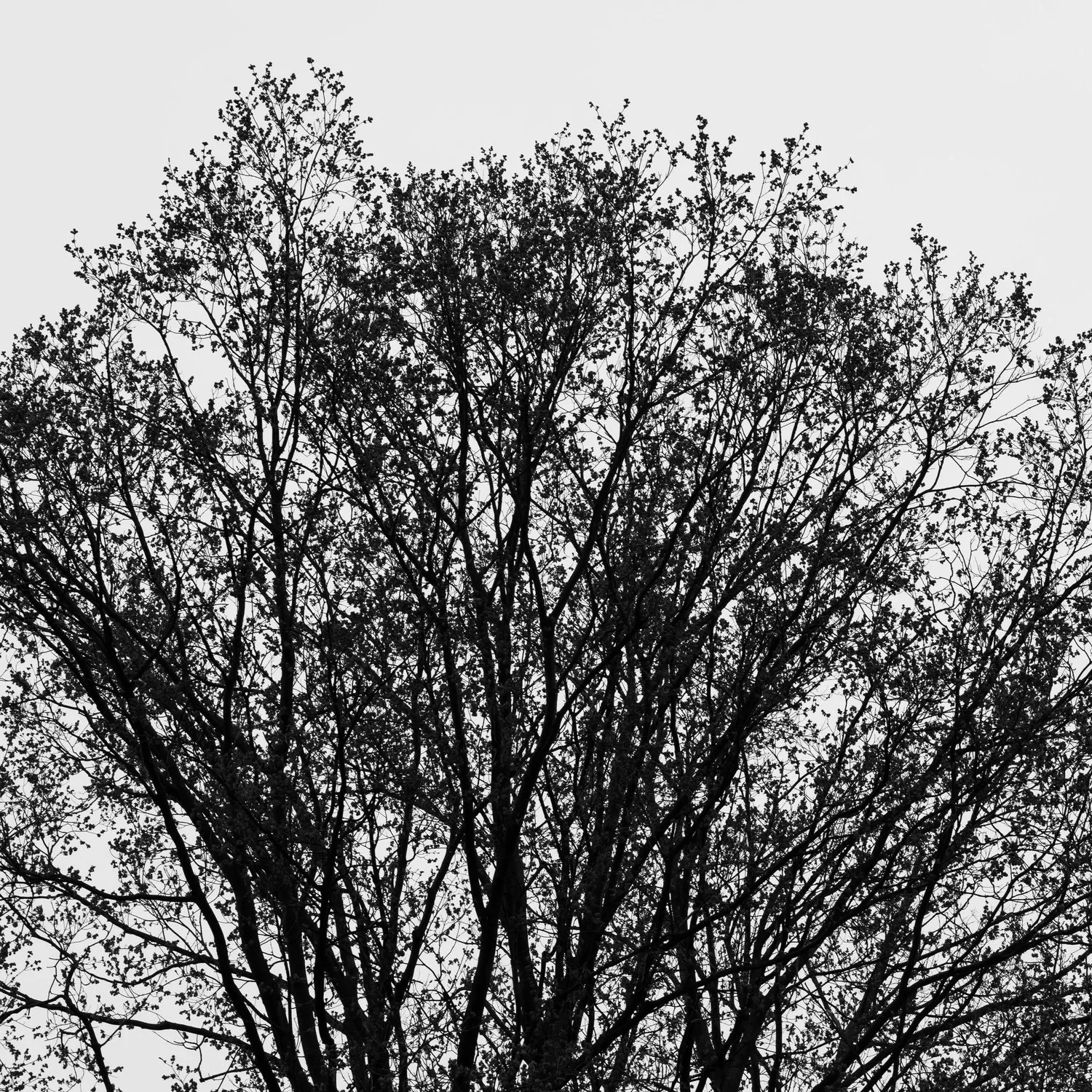 Tree (63)